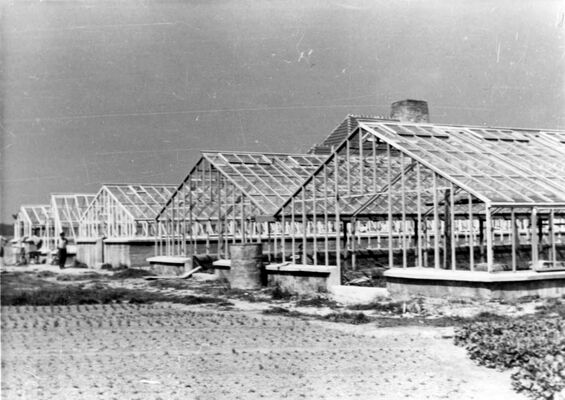 Greenhouses in Auschwitz,  Yad Vashem AS 157/130